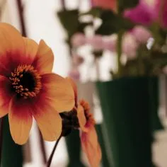 Flower-hall-copy