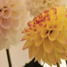 purple-white-flower