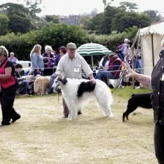 Dog-judging