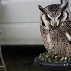 Sleeping-owl