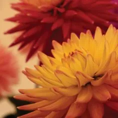 pointy-flowers