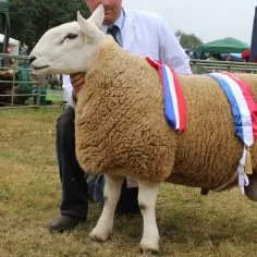 2017ChampSheep