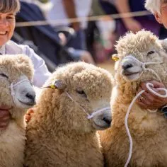 Sheep Re-size