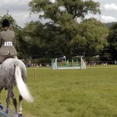 Far-field-horse