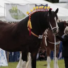 Horse-show-2
