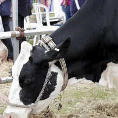 COW-KId-1