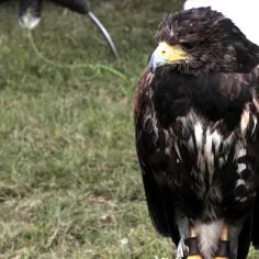 Falcon