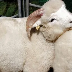 sheep-1