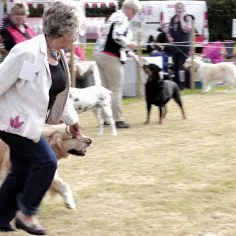 Dog-Show